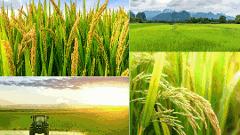 అన్నం కుండ మన ఆంధ్ర ప్రదేశ్..