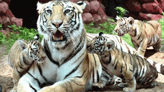 జూపార్కుల్లో జంతువుల ఆకలి తీరుస్తున్న జంతు ప్రేమికులు