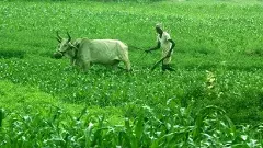 రైతుకు భారమవుతున్న ఎ‌ఫ్ పిఓల నిర్వహణ