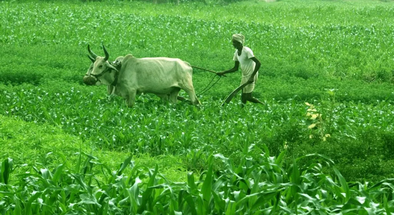 రైతుకు భారమవుతున్న ఎ‌ఫ్ పిఓల నిర్వహణ