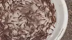 తెలంగాణ చేపమందుకు ఏపీ చేపలు