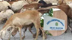 ఏపీ రైతులు తెలంగాణకు గొర్రెలు విక్రయించి మోసపోయారు...