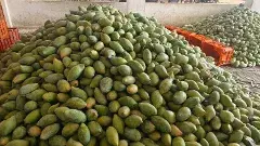 మద్దతు ధర సరే...  అమలుకు అధికారులేరీ..?