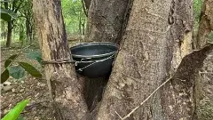 తిరుపతి కొండల అంచున అద్భుత అటవీ ప్రకృతి లావణ్యం