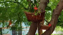 ఆమె ఒక తోట