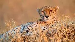 చిరుతలకు ఇన్ఫెక్షన్స్.. నివారణకు విదేశీ అయింట్‌మెంట్..