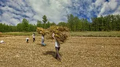 కర్ణాటకలో పొలాల్లో కన్నీళ్లు పారుతున్నాయ్...