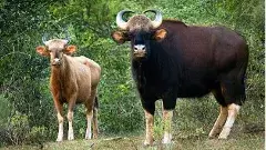 నల్లమలకు రానున్న బాహుబలి