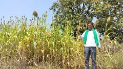 ఇదీ గిరిజన రైతులు,ఇక్రిశాట్ శాస్త్రవేత్తల విజయం,వారు ఏం చేశారంటే...