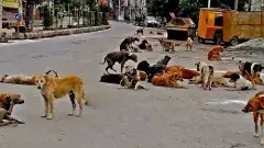 వీధి కుక్కల నియంత్రణకు  సీఎం ఆదేశాలతోనైనా అధికారులు కదిలేనా?