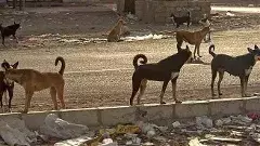 ప్రాణాలు తీస్తున్న వీధికుక్కలను చంపేయండి:ఫోరంఫర్ గుడ్‌గవర్నెన్స్