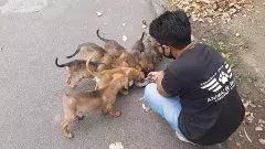 పిల్లల ప్రాణాలు తీస్తున్నా,హైదరాబాద్‌లో వీధి కుక్కల వైభోగమే వేరయా