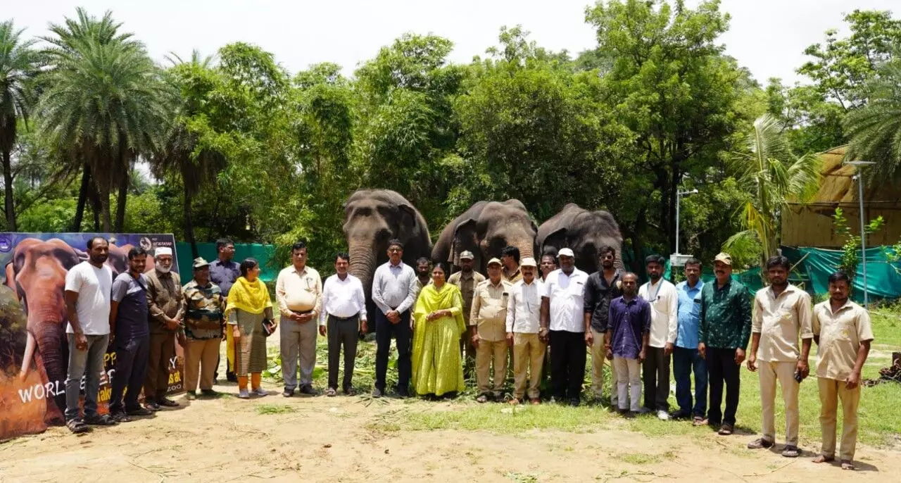 జూపార్కులో ఏనుగులకు జంబో విందు, ఎందుకంటే...