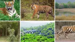 పులుల లెక్కింపు ఎలా చేస్తారో తెలుసా?