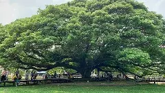 అందుకే ఆ చెట్లను రోడ్ల పక్కన నాడటం లేదు