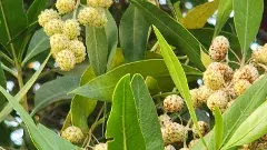 వైఎస్‌ఆర్‌ నాటించారు.. పవన్‌ కళ్యాణ్‌ తీసేయమన్నారు.. ఎందుకంటే?