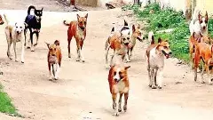 వీధుల్లో పశువులు.. పందులు.. కుక్కలు.. కనిపించాయనుకో..