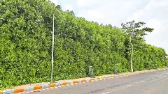 కోనో కార్పస్ వృక్షాల కోసం ప్రజా ప్రయోజన వ్యాజ్యం