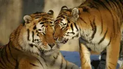 అమ్రాబాద్‌ టైగర్ రిజర్వులో శృంగారానికి వేళాయే...