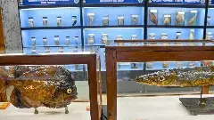 విశాఖలో  అంతరిస్తున్న మత్స్యాల మణిహారం