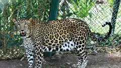 హైదరాబాద్ శివార్లలో మరో జూ పార్క్