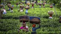 అస్సాం ప్రభుత్వానికి తలంటిన ‘ కాగ్’.. తేయాకు తోటల్లో..