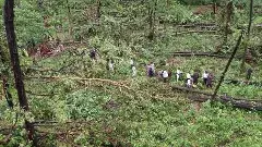 ములుగు అడవుల్లో 50వేల చెట్లు ఎందుకు కూలాయంటే...