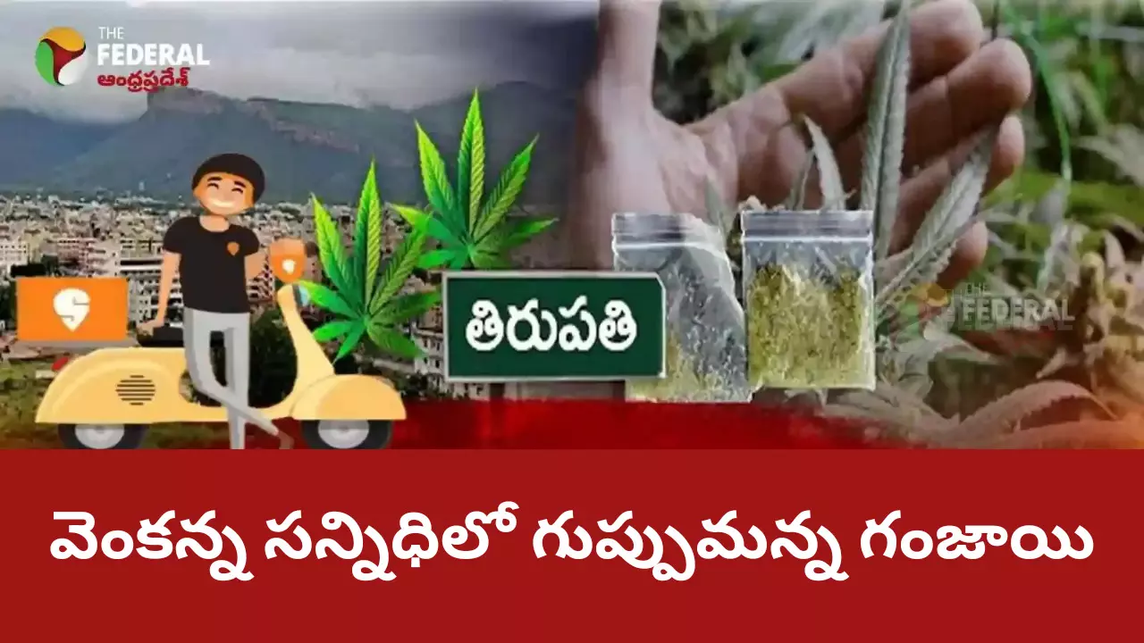 వెంకన్న సన్నిధిలో గుప్పుమన్న గంజాయి..!