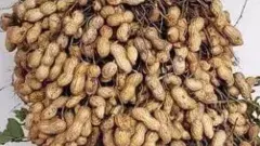 సెనిక్కాయలు కొనాలా? ఎంత కష్టం...ఎంత కష్టం