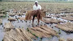 ఏ పంటా మిగల్లేదు.. రైతు కంట కన్నీరు ఆగడం లేదు..