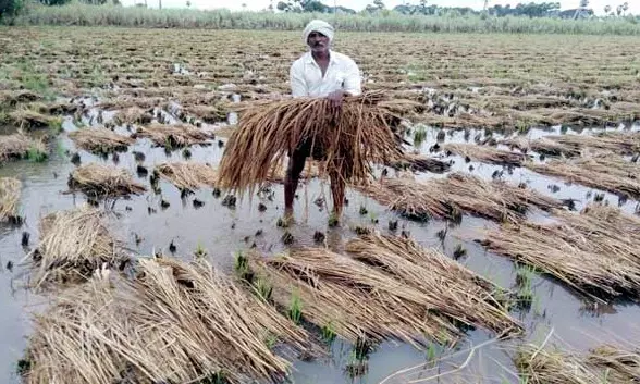 ఏ పంటా మిగల్లేదు.. రైతు కంట కన్నీరు ఆగడం లేదు..