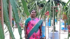 డాబాపైన డ్రాగన్ పళ్ళ సాగు: నెలకు రు.లక్షన్నర గడిస్తున్న రిటైర్డ్ టీచర్