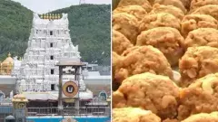 శ్రీవారి లడ్డూలో గొడ్డుకొవ్వుపై వైసీపీ ఏం చేయబోతోంది? ఎస్-విలువేంటీ ?