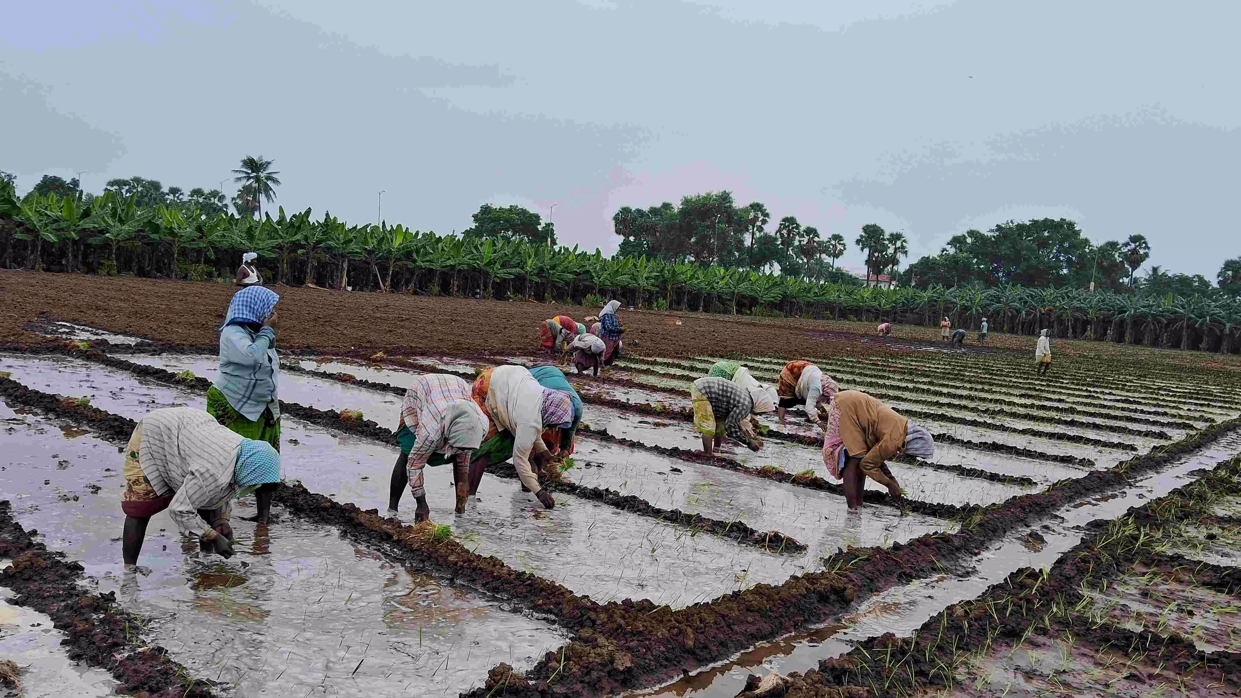 ఎపి సీఎం ఇంటి ముందు పొలాల్లో ఏమి జరుగుతుందో తెలుసా?