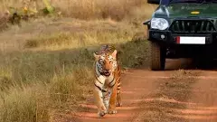 పులుల శృంగార సమయం ముగిసింది,టైగర్ రిజర్వ్ సఫారీ పునర్ ప్రారంభం