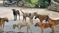 తెలంగాణలో మళ్లీ వీధికుక్కల బెడద, నియంత్రణకు చర్యలేవి?