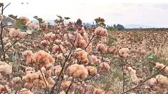 తెల్లదే కాదు.. రంగుల పత్తి కూడా పండుతుంది..