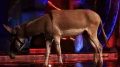 బిగ్ బాస్ కంటెస్టెంట్ గా ఓ గాడిద- సల్మాన్ ఖాన్ కి చిక్కులు