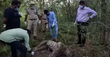 వన్యప్రాణి సప్తాహంలోనే వేటగాళ్ల వేటుకు చిరుతపులి బలి