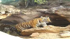 అభయారణ్యాల్లోనూ వన్యప్రాణుల పరిరక్షణకు చర్యలేవి?