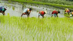 తెలంగాణలో మితిమీరిన వరి సాగు తెస్తున్న ముప్పు ఏమిటో తెలుసా?