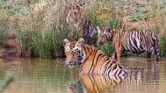 కవ్వాలకు పులులు పంపించండి,మహారాష్ట్రాకు ఆదిలాబాద్ అధికారుల అభ్యర్థన