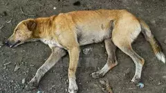 మనేకాగాంధీ జోక్యంతో కుక్కను చంపిన యువకుడిపై కేసు