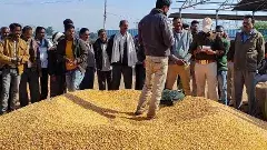 తెలంగాణలో 100 మొక్కజొన్న కొనుగోలు కేంద్రాలు