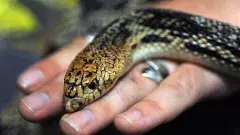 పాముకు చెవులు ఉన్నాయా? లేవా?