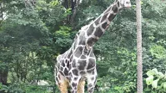 జూపార్కులో సునామీ బసంత్ జిరాఫీ ఇక లేదు...