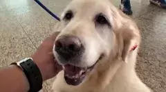 MUMBAI Dogs- ఎయిర్ పోర్టులో ఎమోషనల్ సీన్లకు కుక్కలతో చెక్, ఎలాగంటే..