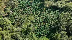 అనకాపల్లి జిల్లాలో 3.55 ఎకరాల్లో గంజాయి సాగు ధ్వంసం