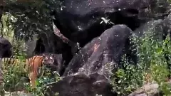 తెలంగాణలో పులుల కోసం అటవీ గ్రామాల తరలింపు