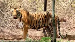 తిరుపతిలో మరణించిన పులి